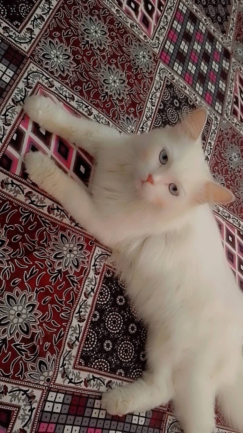 Persian Cat 3