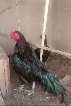 meianwali cross Thai mushka breadar male for sale