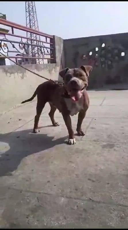 American bully breeder female American pitbull 1