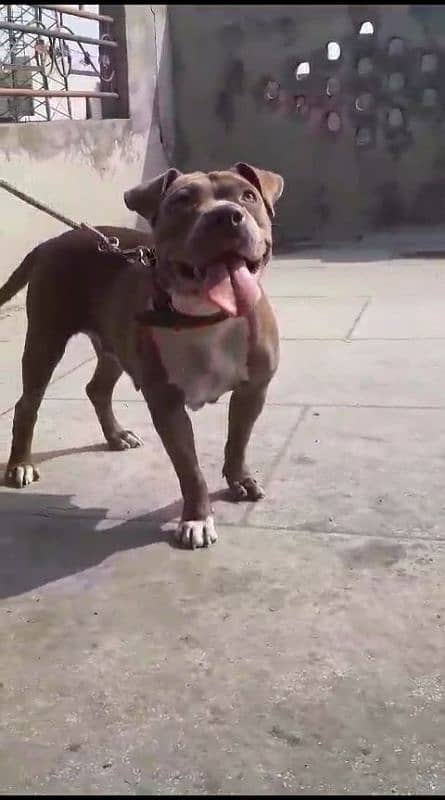 American bully breeder female American pitbull 2