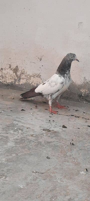 3 teddy breeder plus parwazi  bachay pigeon kabutar 0