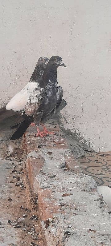 3 teddy breeder plus parwazi  bachay pigeon kabutar 2