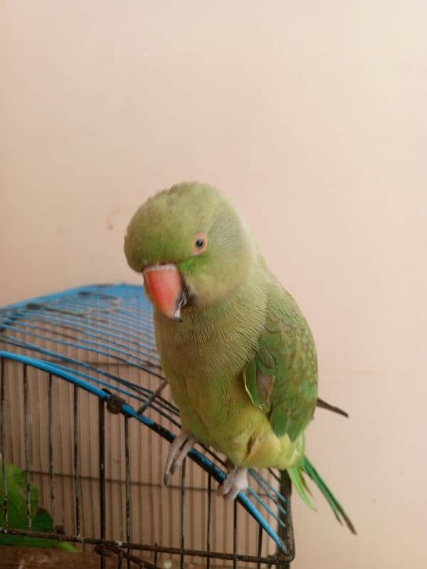 green parrot 2