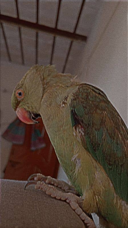 green parrot 5