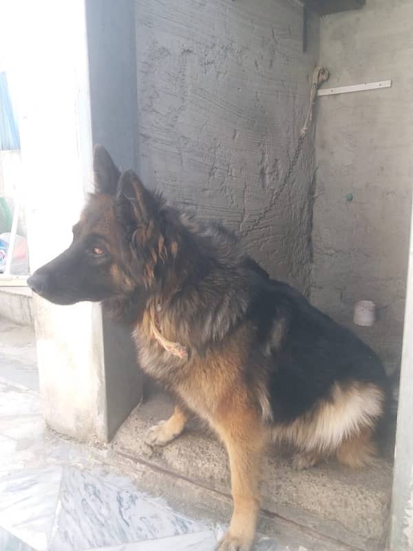 German shepherd triple coated trained 2