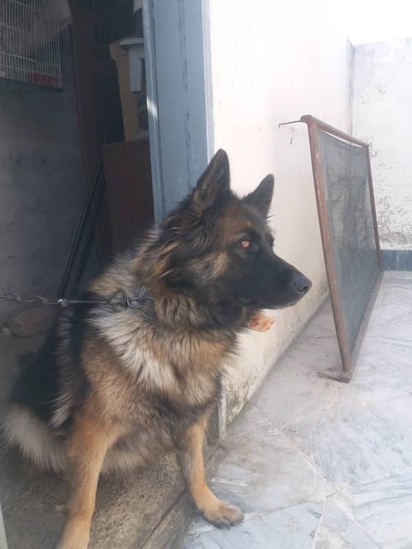 German shepherd triple coated trained 3