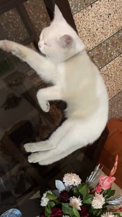 snowbell for adoption only serious buyers can contact