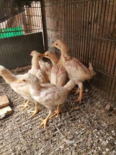 White Aseel Heera chicks