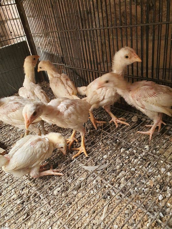 White Aseel Heera chicks 1