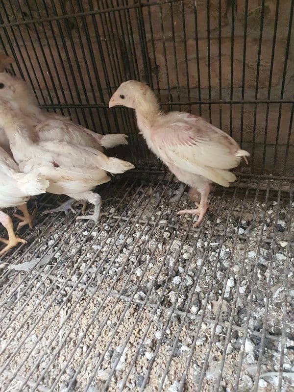 White Aseel Heera chicks 2