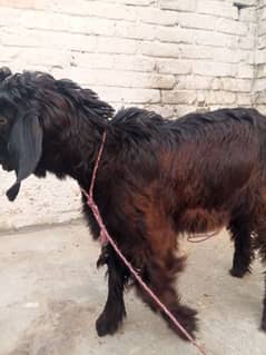 bakra for aqeeka sadka