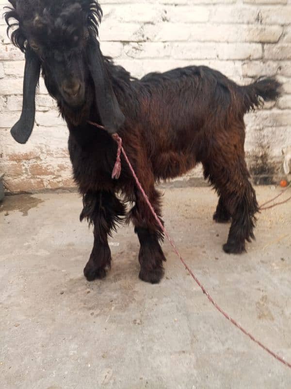 bakra for aqeeka sadka 4