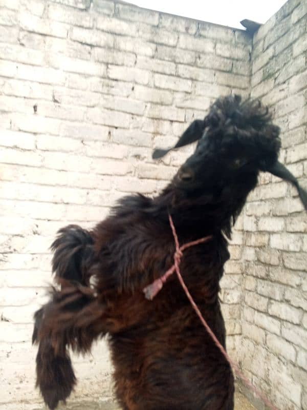 bakra for aqeeka sadka 5