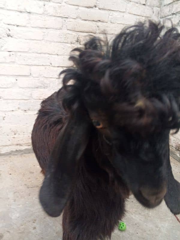 bakra for aqeeka sadka 7