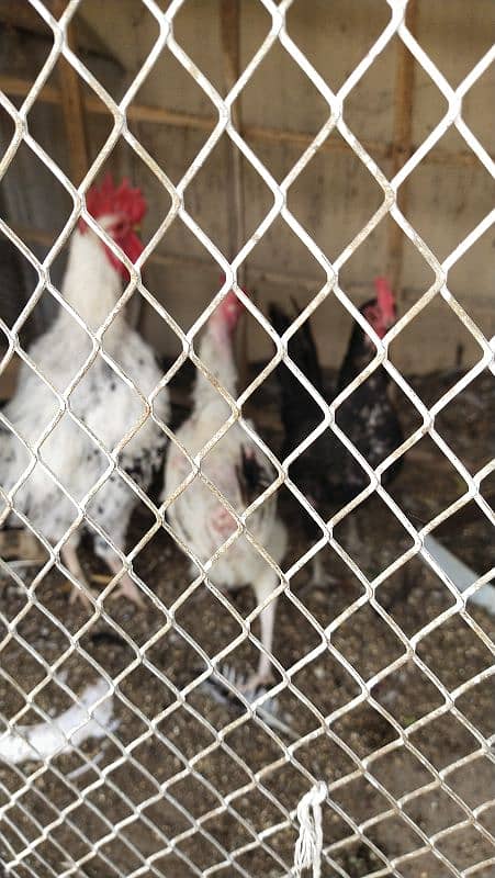 Egg layin chickens for sale 2