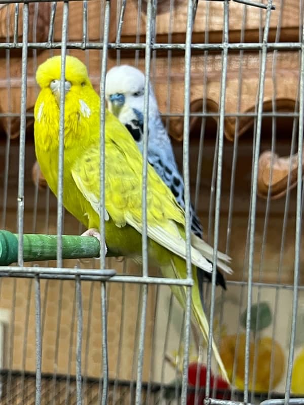 Exhibition Budgies Breeder Pair 1