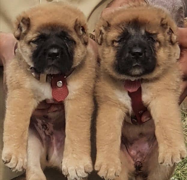 kurdish Kangal dog pair 2 months for sale security dog 0