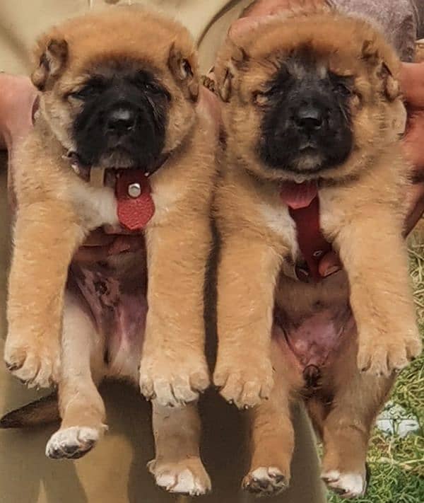 kurdish Kangal dog pair 2 months for sale security dog 1