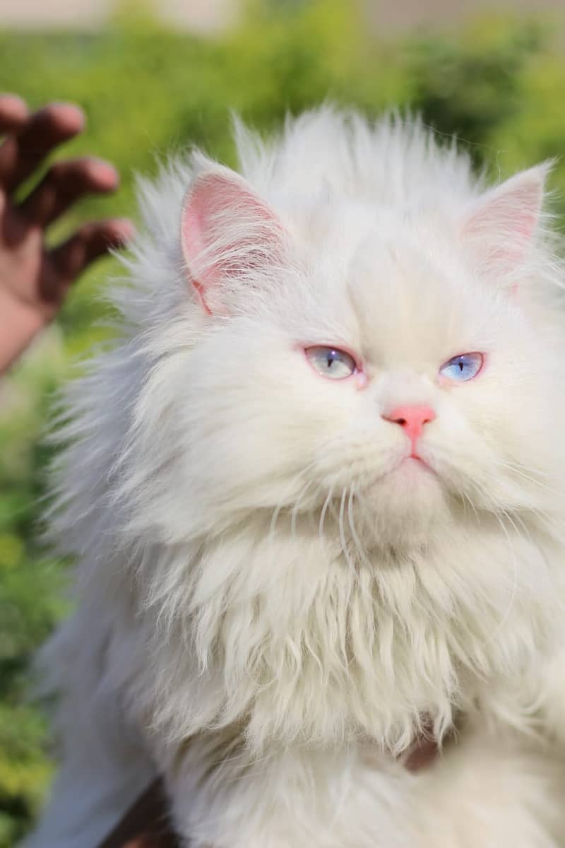 Persian / Kitten / Triple coat / Cute Cat / Fluffy Cat / small kitten 18