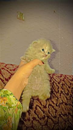 Persian kitten tripple coat