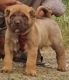 kurdish Kangal dog male 2 months for sale security dog