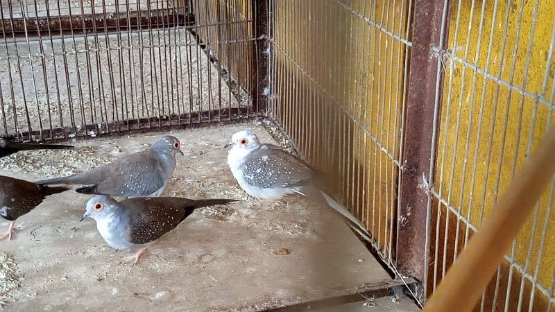 diamond pied dov full pair and phattay 12