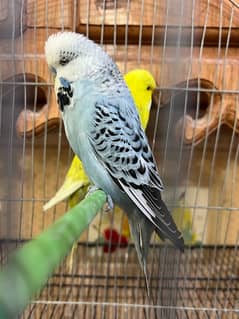 Exhibition Budgies Breeder Pair