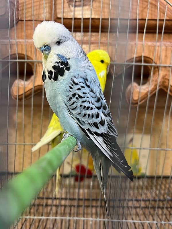 Exhibition Budgies Breeder Pair 2