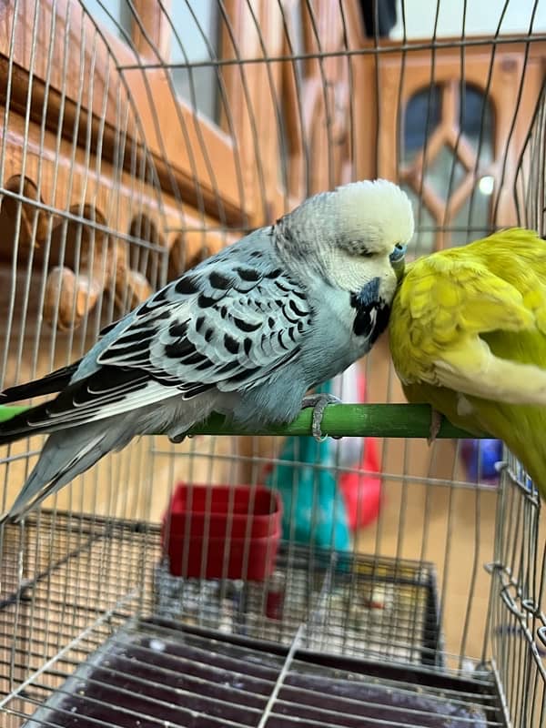 Exhibition Budgies Breeder Pair 3