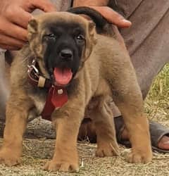 kurdish Kangal dog male 2 months for sale security dog