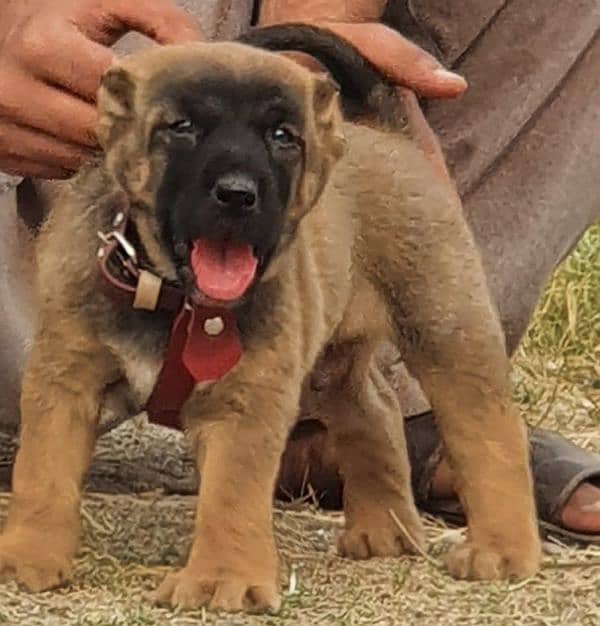 kurdish Kangal dog male 2 months for sale security dog 0