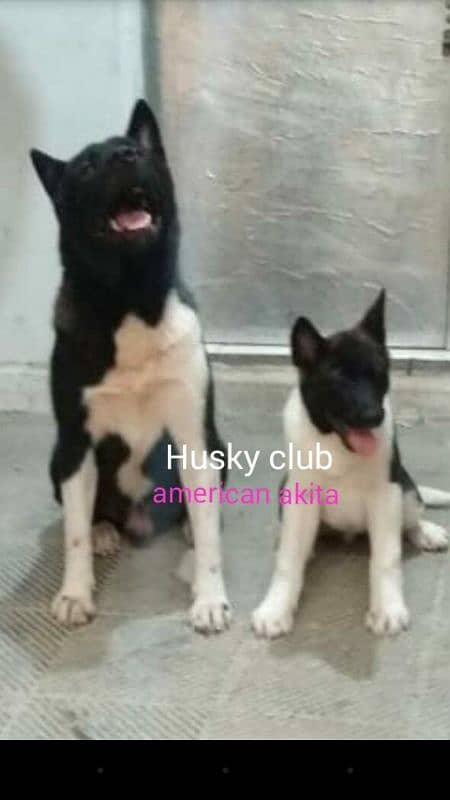 cancarso breeder pair available and great dane pups akita  available 2