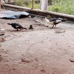 Muscovy Russian duck