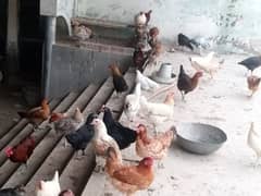 Desi Hens and Cock