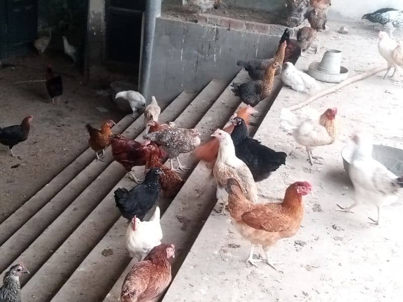 Desi Hens and Cock 1