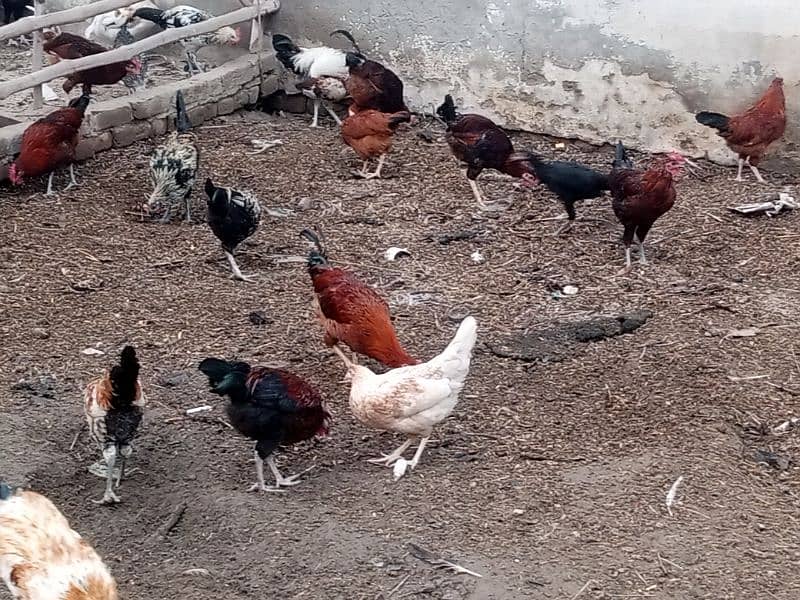 Desi Hens and Cock 2