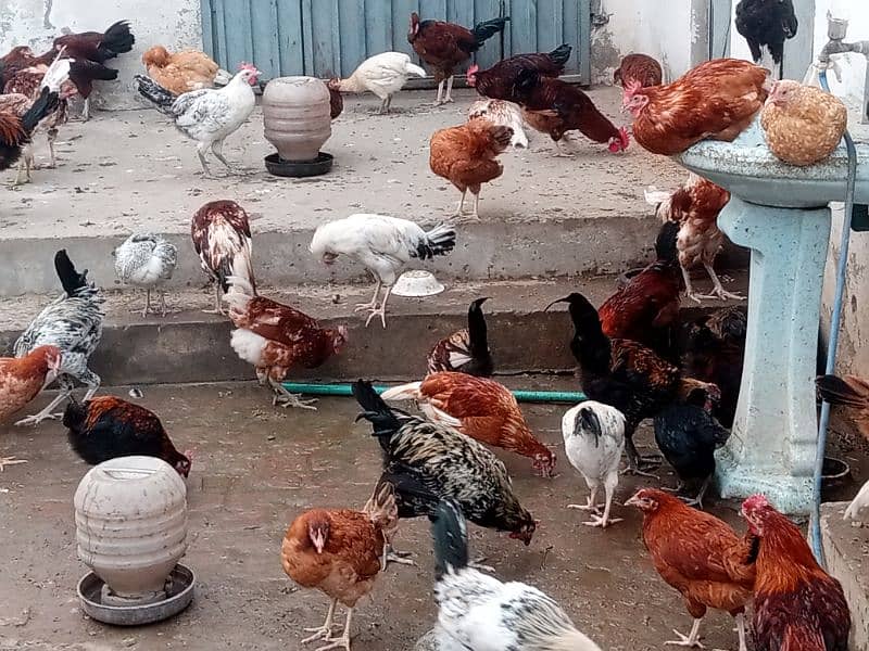 Desi Hens and Cock 5