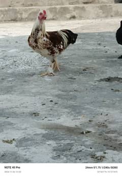 mix bantam for sale