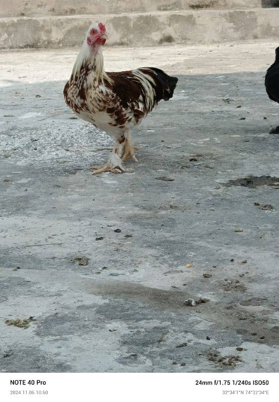 mix bantam for sale 0