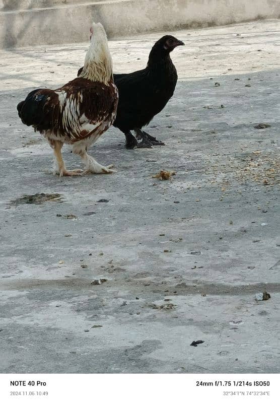 mix bantam for sale 1