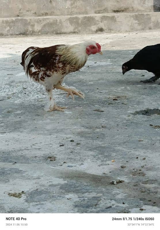 mix bantam for sale 2