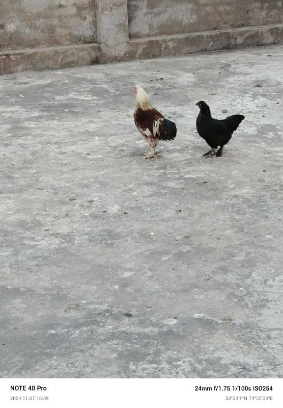 mix bantam for sale 4