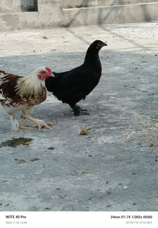 mix bantam for sale 5