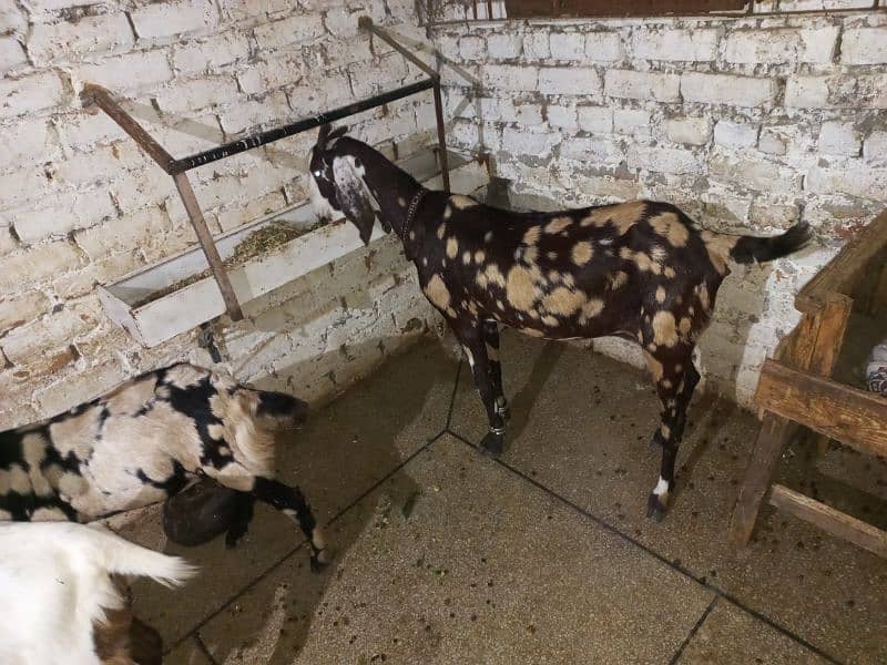 bakri sat 2nar bakera 4sale ha location rawalpindi 1