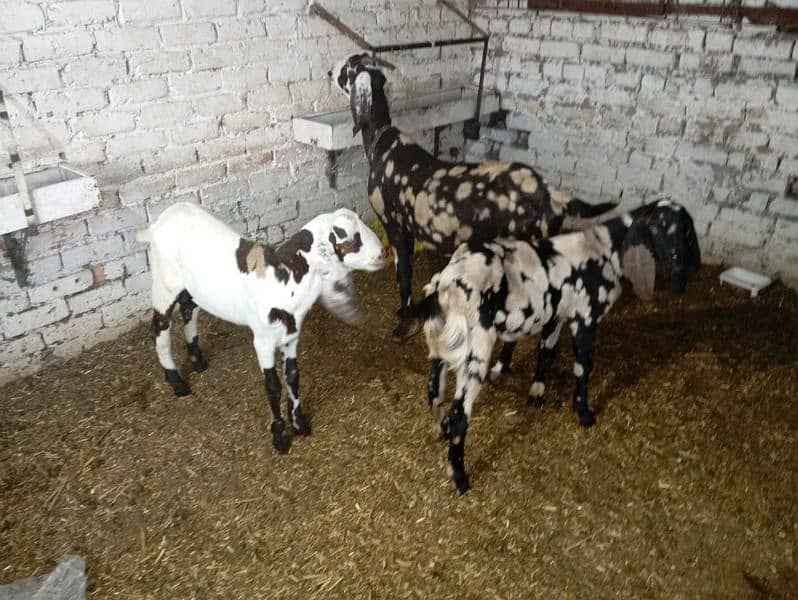 bakri sat 2nar bakera 4sale ha location rawalpindi 2