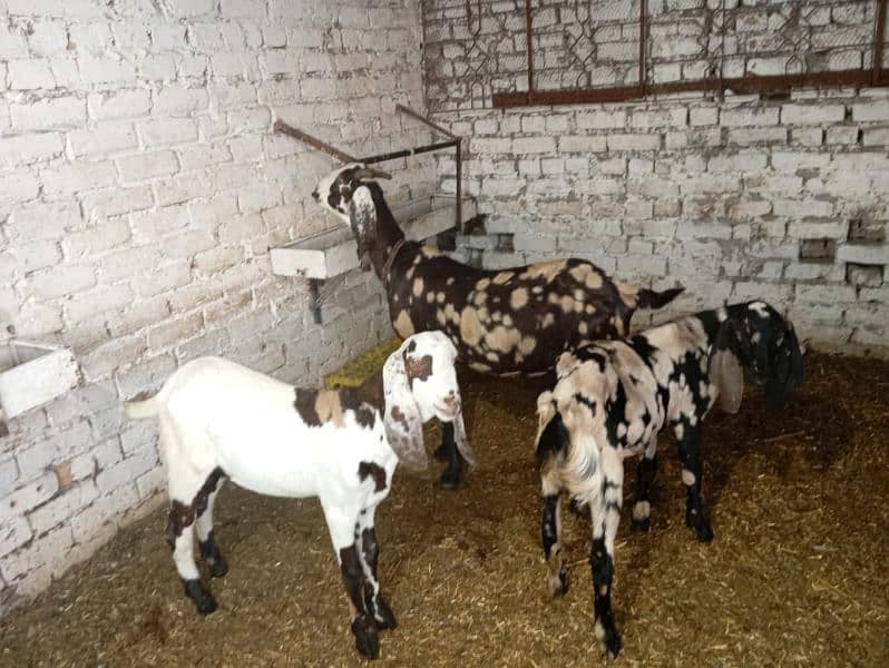 bakri sat 2nar bakera 4sale ha location rawalpindi 3