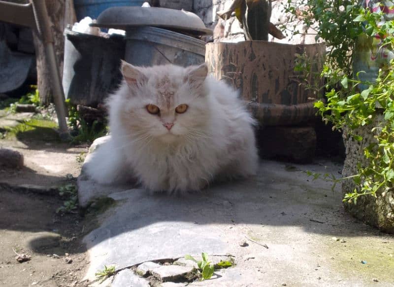 Persian cat 1