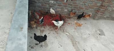 Desi Golden Hen for sale