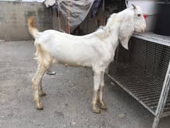 bakra