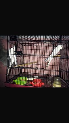 eno cockatiel red eye breeder pair